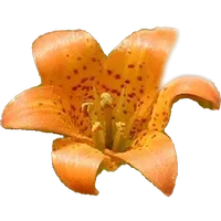 Yosemite Wildflowers icon