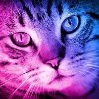 Cute Kittens icon