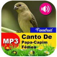 Canto De Papa-Capim Fêmea icon