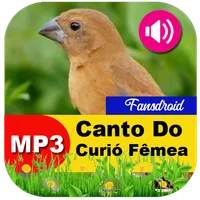 Canto Do Curió Fêmea icon