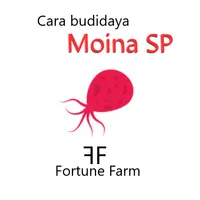 Cara Budidaya Kutu Air (Moina  icon