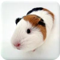 Guinea Pig Manual icon