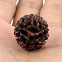 Rudraksha icon
