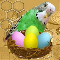 Budgie Nestegons Free icon