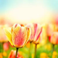 Flowers Wallpapers Live icon