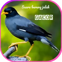 Suara burung jalak gacor icon
