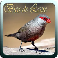 Canto Bico de Lacre icon