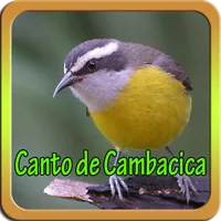 Canto de Cambacica Mp3 icon