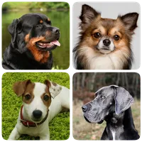 Dog Breeds - Quiz about dogs! icon