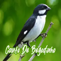 Canto De Bigodinho icon