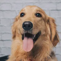 VetCare icon