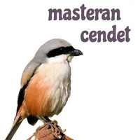 Masteran Cendet icon