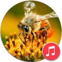 Bees and Wasps Sounds icon