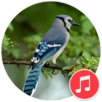 Blue Jay Sounds icon