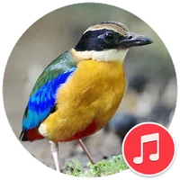 Blue-winged Pitta Sounds icon