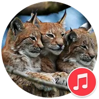 Bobcat Sounds icon