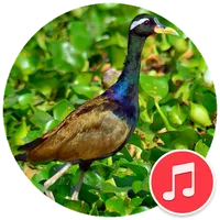 Bronze-Winged Jacana Sounds icon
