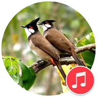 Bulbul Sounds icon