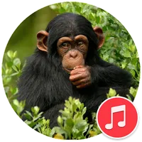Chimpanzee Sounds icon