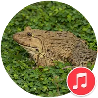 East Asian Frog Sounds icon