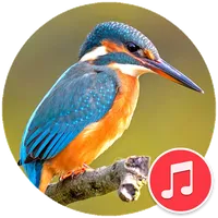 Kingfisher Sounds icon