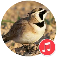 Lark Bird Sounds icon