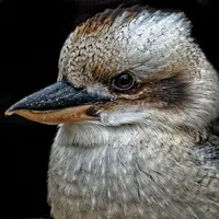 laughing kookaburra Sounds icon