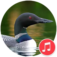 Loon Sounds icon
