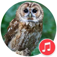 Owl Sounds icon