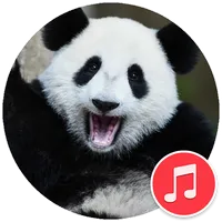 Panda Sounds icon