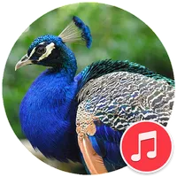 Peacock Sounds icon