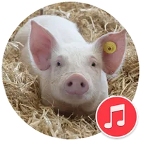 Pig Sounds icon
