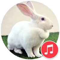 Rabbit Sounds icon