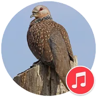 Spotted Dove Sounds icon