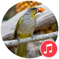 Stripe-throated bulbul Sounds icon