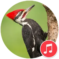 Woodpecker Bird Sounds icon