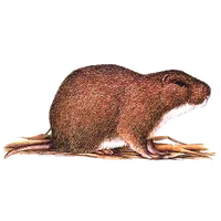Ekika Ky'omusu icon