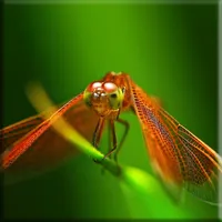 Insects Lock Screen icon