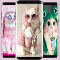 Cute Cat Outfit Wallpaper icon