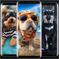 Cute Dog Outfit Wallpaper icon