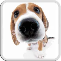 DOG LICKS SCREEN LWP FREE icon