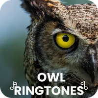 Owl Ringtones icon