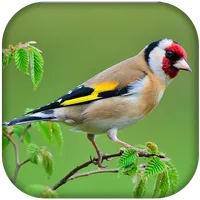 الحسون المعلم بدون نت icon