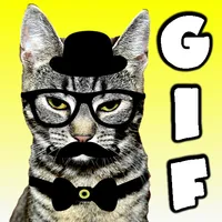 Gif de gatos divertidos icon