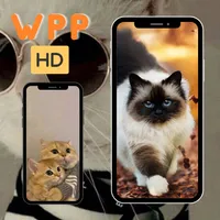 Wallpaper Cat Cute HD icon