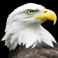 Eagle Wallpaper icon