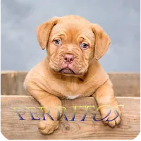 Imágenes de perritos icon