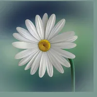 Five Beautiful Flower icon