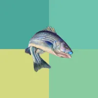 AnglerCatch icon