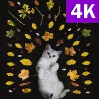Cats Wallpapers HD Amazing Bea icon